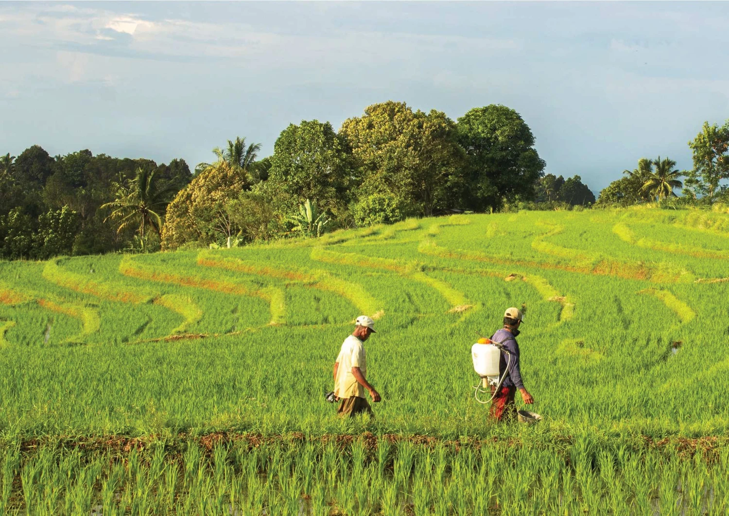 Petani di lanskap persawahan hijau